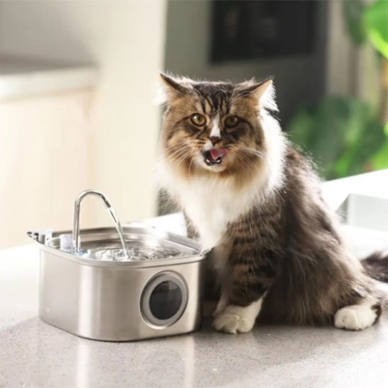 eau fraische fontaine a eau chat