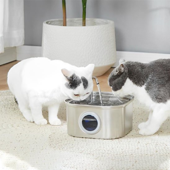 fontaine a eau chat eau