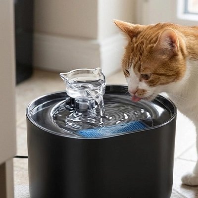 Fontaine à eau pour Chat noir
