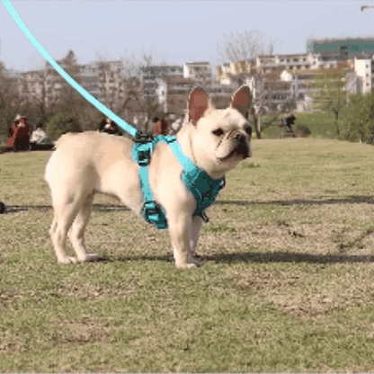 harnais pour chien | Chioty