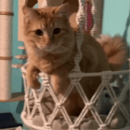 hamac pour chat | Mistigri