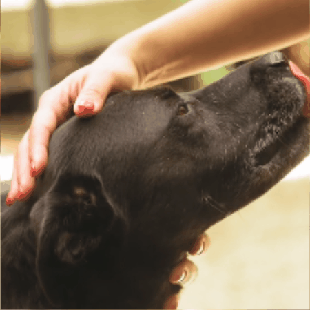 harnais chien anti traction