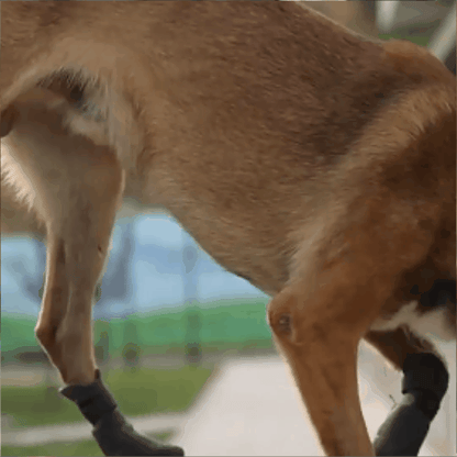 chausson pour chien | pattyprotection