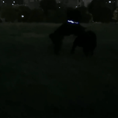 collier lumineux pour chien