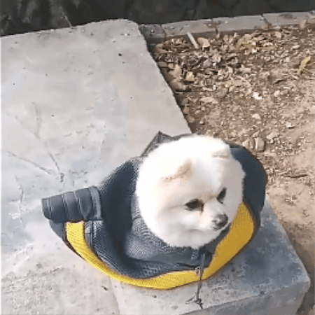 sac a dos pour chien