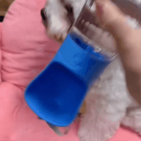 gourde chien