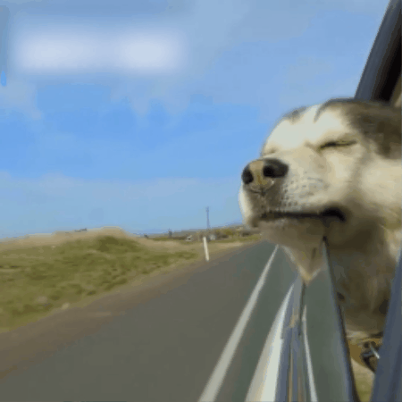 transport chien voiture | Caniformia