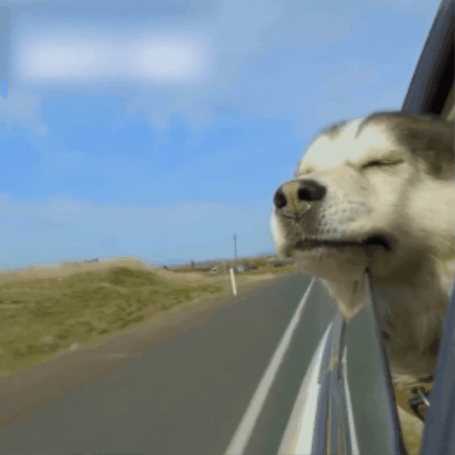 transport chien voiture | Caniformia