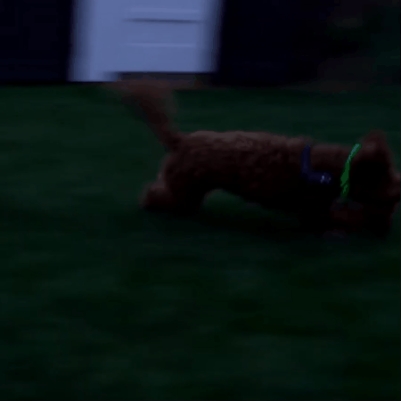 collier lumineux pour chien | Skylla