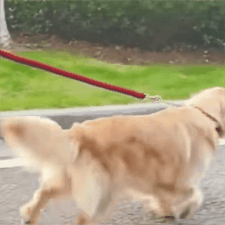 laisse pour chien | Canis