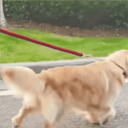 laisse pour chien | Canis