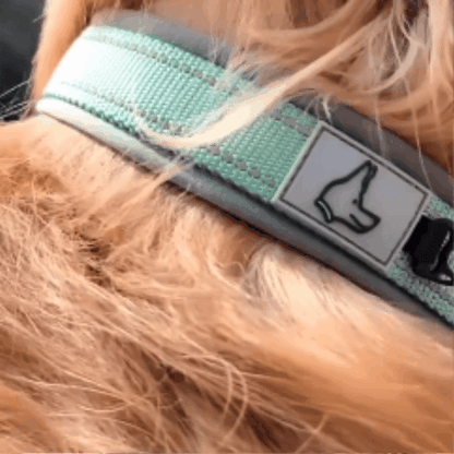 collier chien