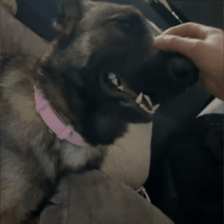 collier pour chien en cuir