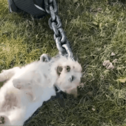 longe pour chien