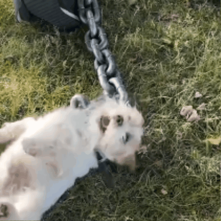 longe pour chien