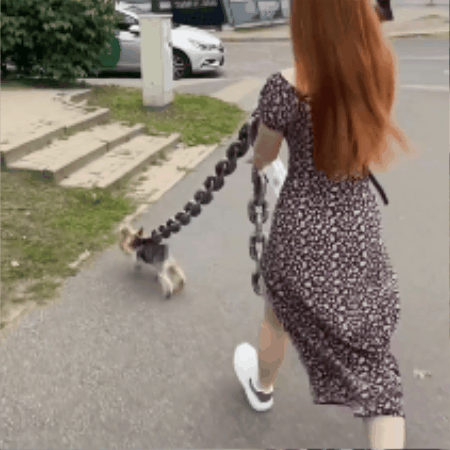 longe pour chien