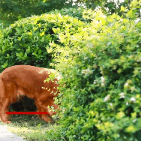 laisse pour chien | DogShylla