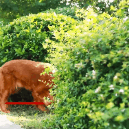 laisse pour chien | DogShylla