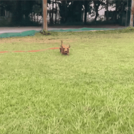 laisse chien