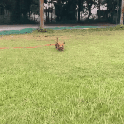 laisse chien