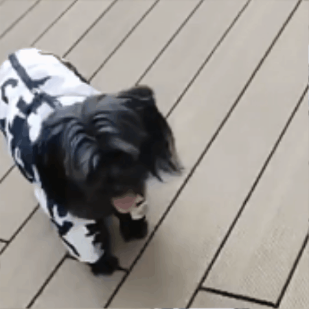 manteau pour chien