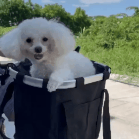 panier chien velo