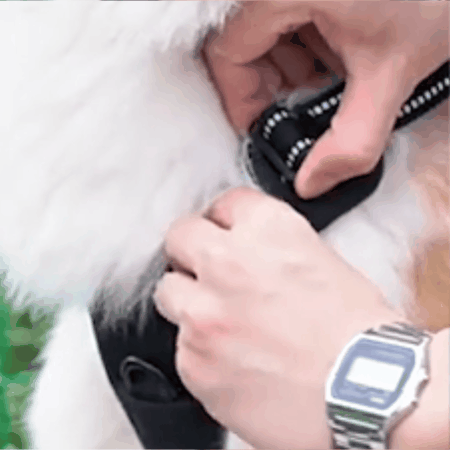 harnais pour chien | Rexy