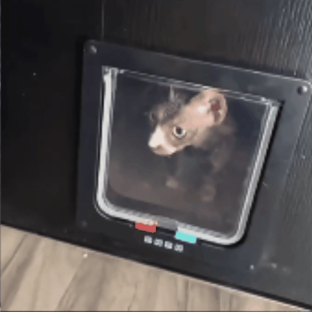 chatière pour chat