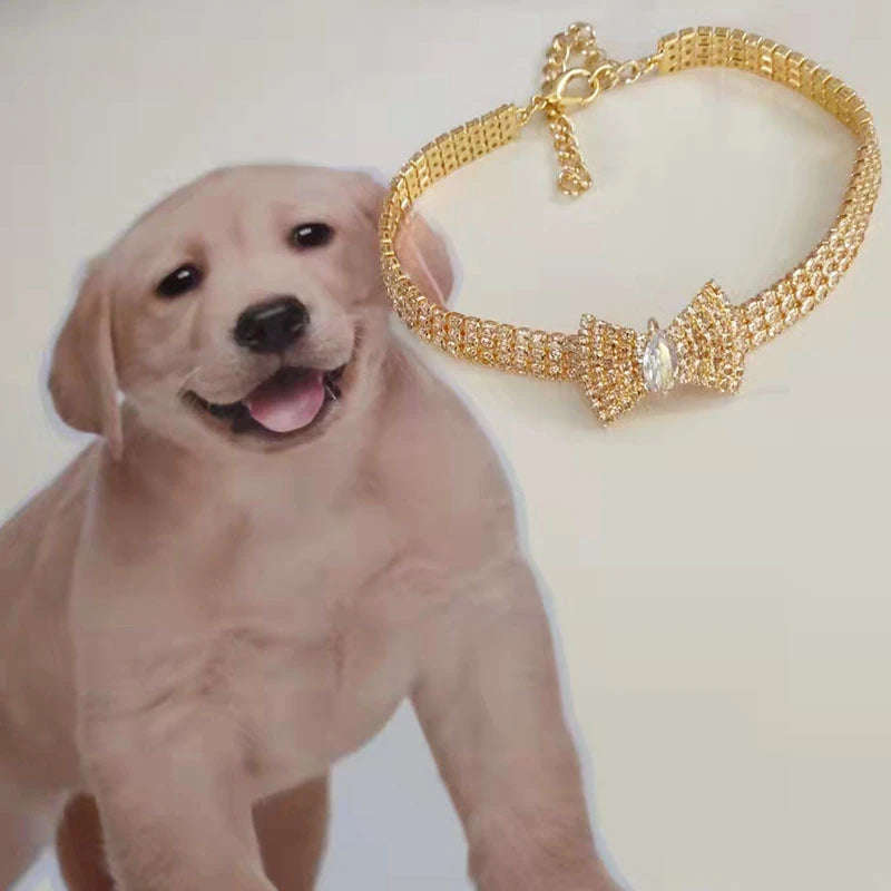 golden chien collier or