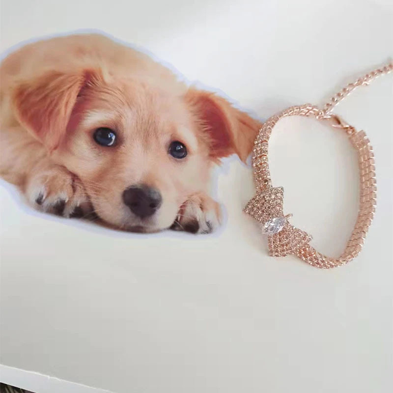 golden rose collier chien