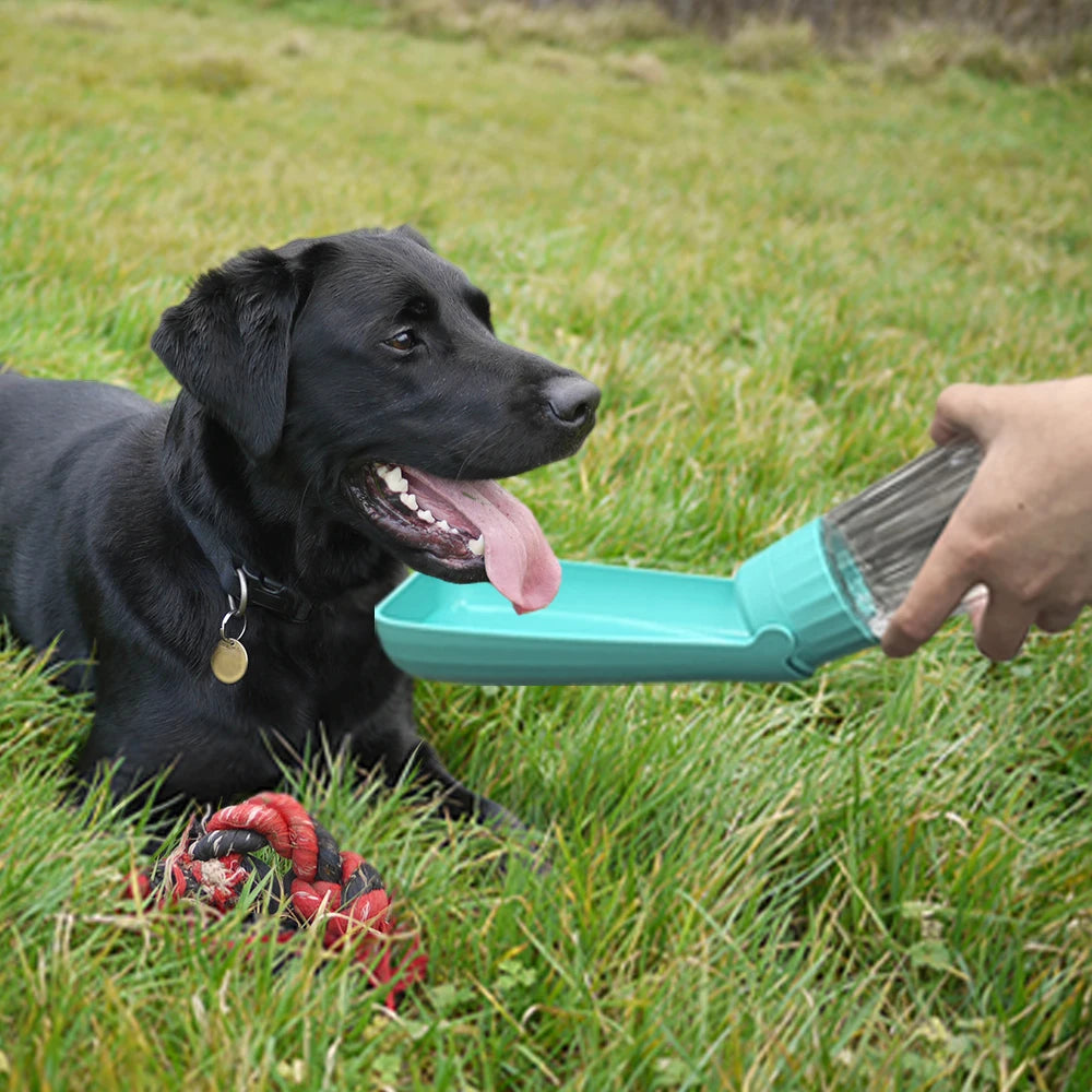 gourde pour chien labrador