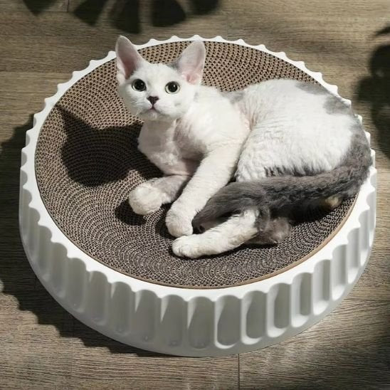 Griffoir chat blanc