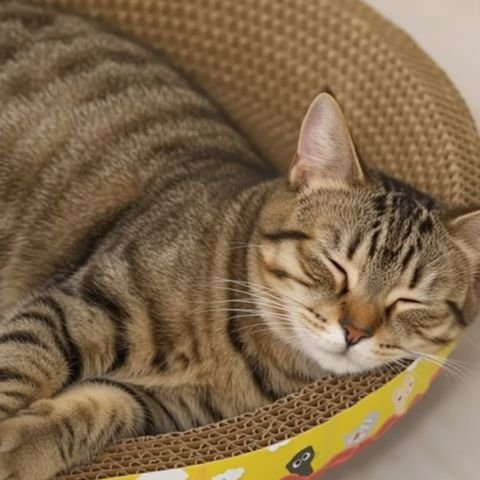 Griffoir en carton pour chat jaune