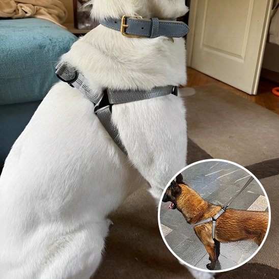 gris Harnais pour chien