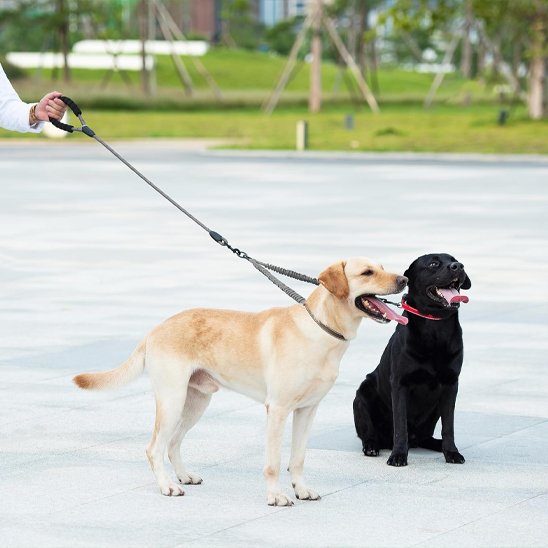 gris Laisse double pour chien Confort et Sécurité labrador