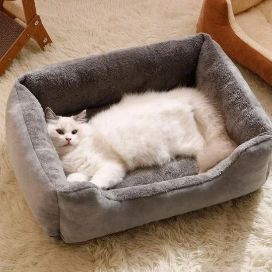 gris lit chat doux