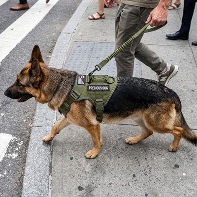 Harnais chien K9