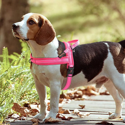 harnais chien anti traction foret