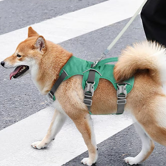 harnais chien traverse pieton