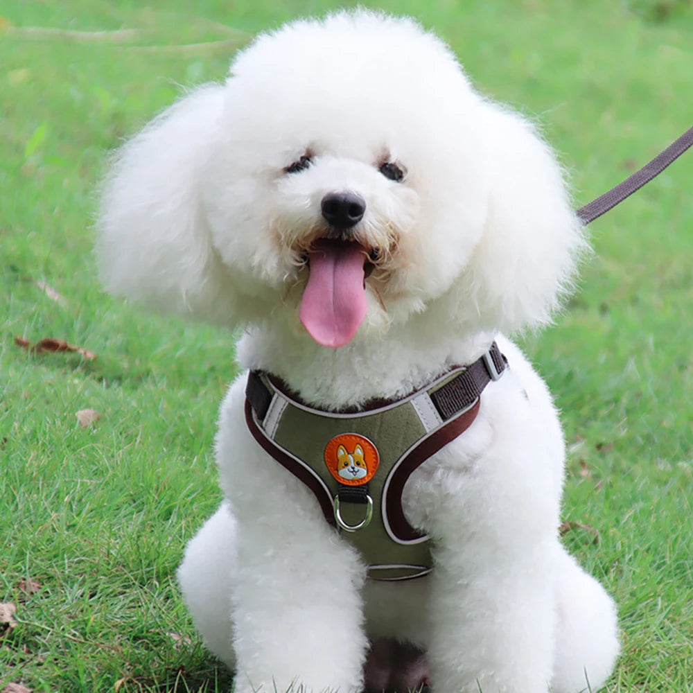 harnais chien