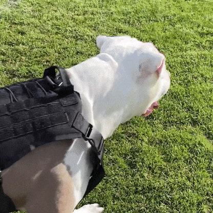 harnais militaire pour chien - toutou inc