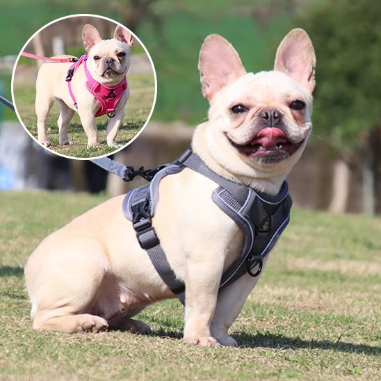 Harnais pour chien Confort Sécurisé