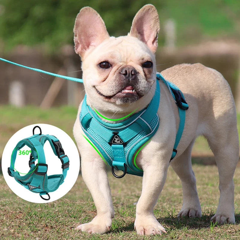 harnais pour chien bleu ciel