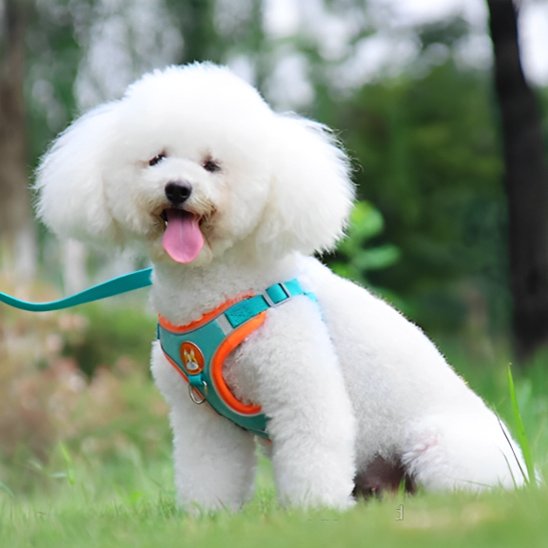 Harnais pour chien bleu orange