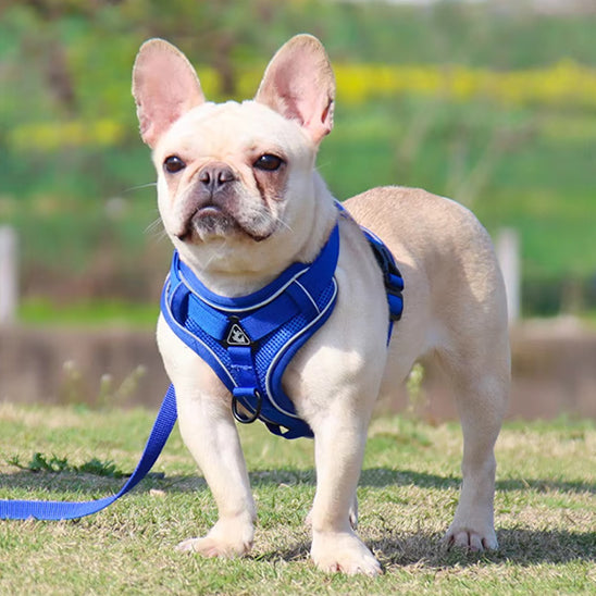 harnais pour chien bleu 