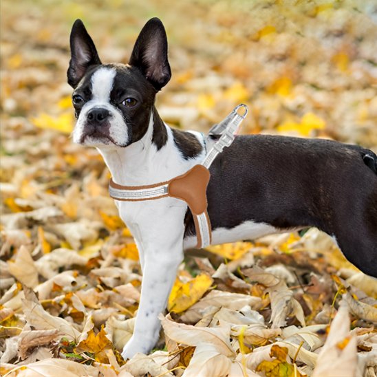 Harnais pour chien brun 