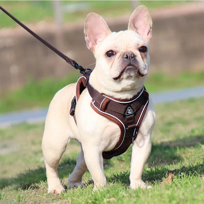 harnais pour chien cafe