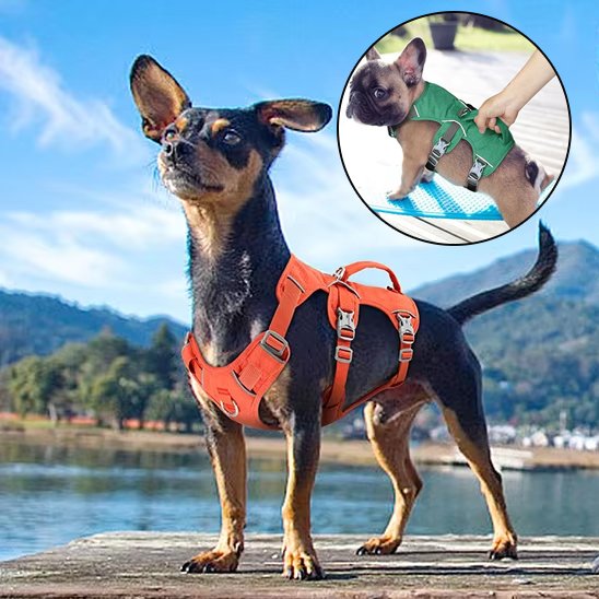 Harnais pour chien orange securite