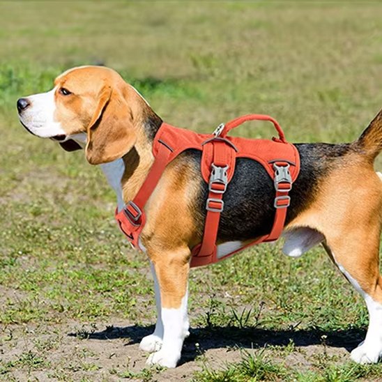 Harnais pour chien orange