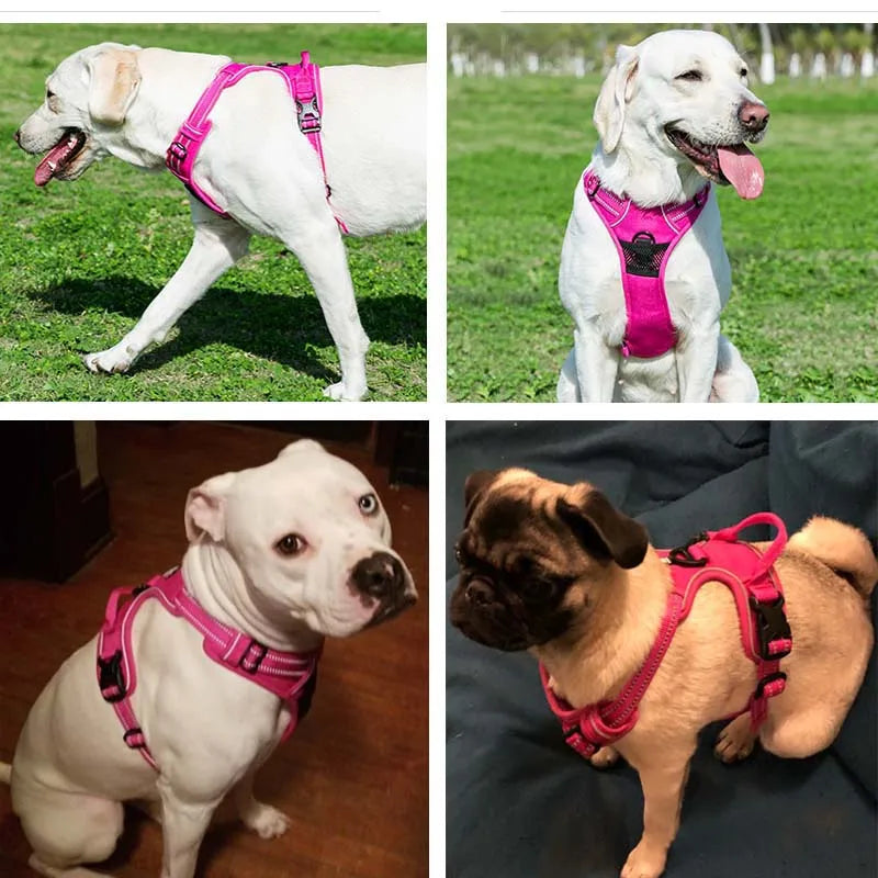 harnais pour chien rose labrador